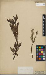 Foto von Salix lapponum L. x Salix silesiaca Willd.